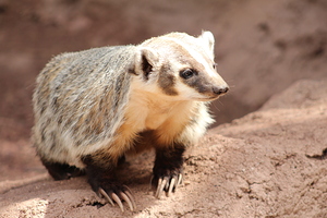 Badger -1