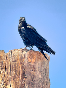 Raven - guardian of the Grand Canyon 