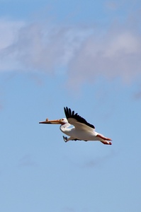 Pelican flight
