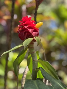 Spiral Ginger