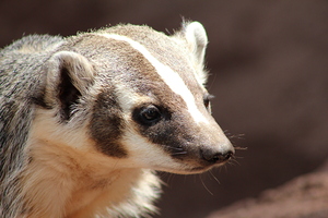 Badger -2