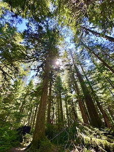 Tall Tall Trees