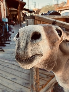 Give us a Kiss