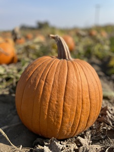 Fall Vibes