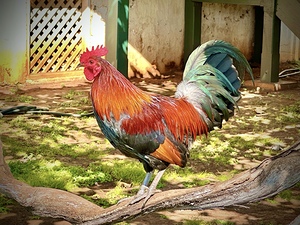 Maui Rooster