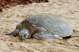 Maui Sea Turtle 3