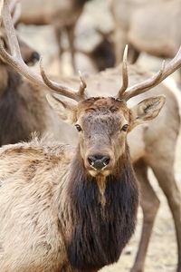 Elk Season