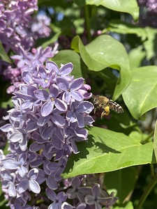 Bee-live 