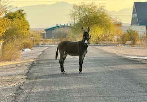 Donkey on my street