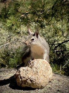 Albert’s Squirrel -1