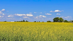 Holy Canola 