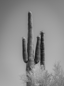 Saguaro Dream in black and white -2
