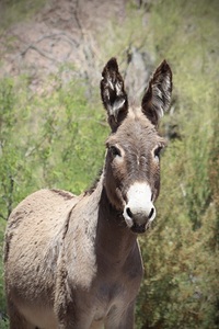 Wild donkey Parker Dam Arizona