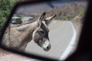 Donkeys in your mirror are closer than they appear