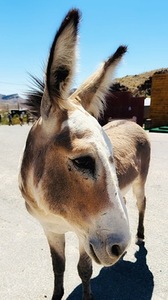 Oliver the Sheriff of Oatman -3