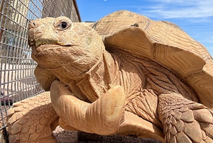 Arizona Tortoise