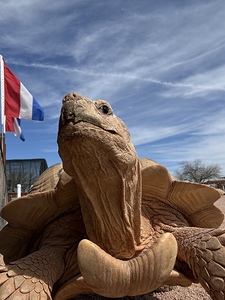 Arizona Tortoise -2