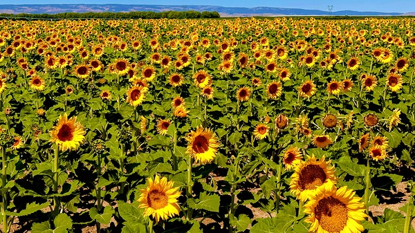 The Sunflower Sea by Leslie Affeldt Photography
