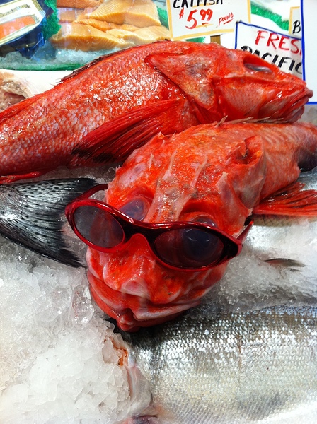 Something Fishy