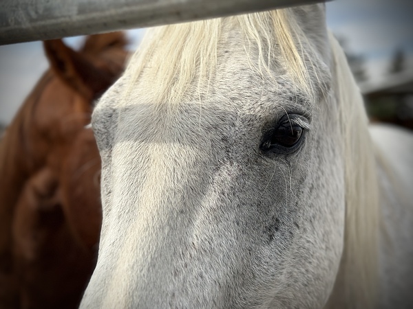 IMG 4816 by Leslie Affeldt Photography
