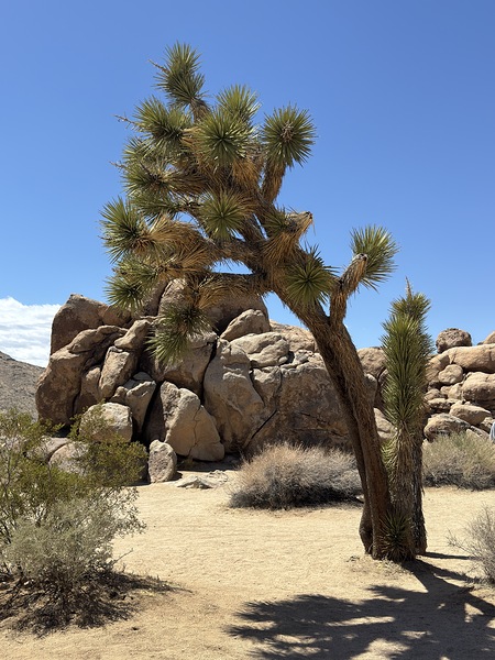 Joshua Tree -1 by Leslie Affeldt Photography