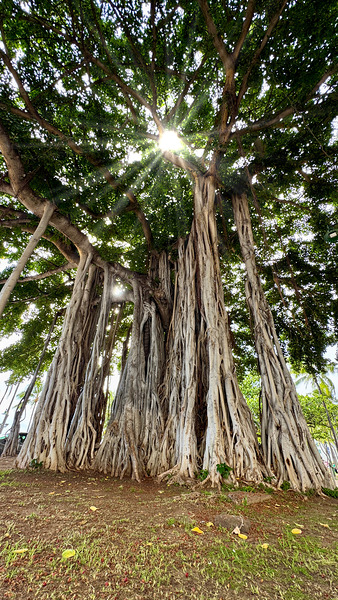 Banyan Tree by Leslie Affeldt Photography
