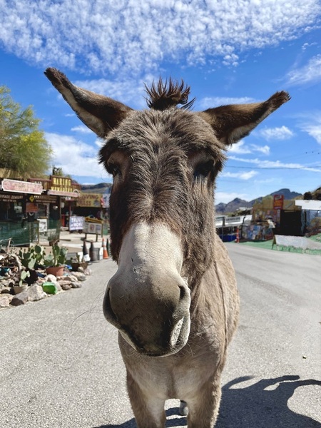 Oatman Donkey