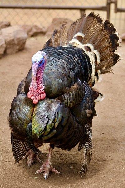 Wild Turkey Print