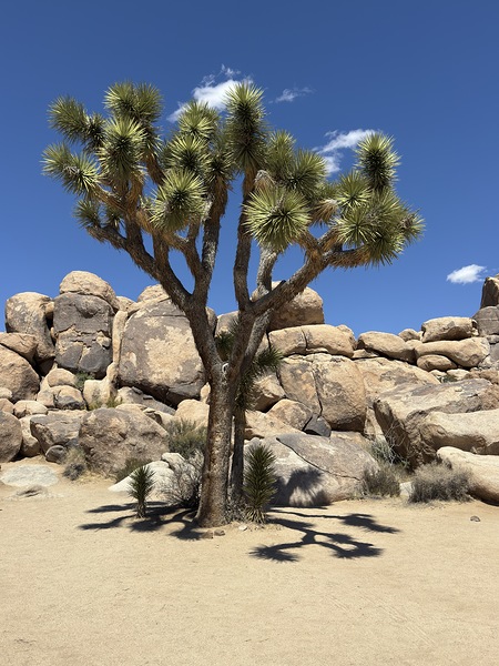 Joshua Tree -2  Print