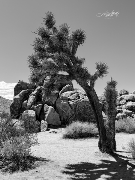 Joshua Tree  Print