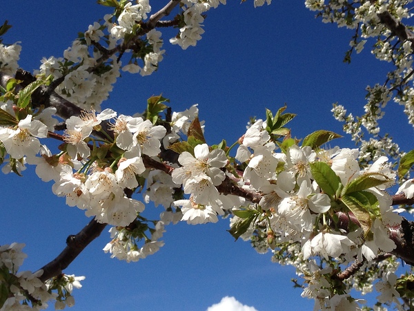 White Cherry Blossom -2 by Leslie Affeldt Photography