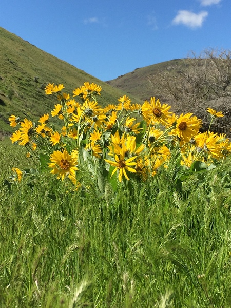 Balsam Root Wildflowers by Leslie Affeldt Photography