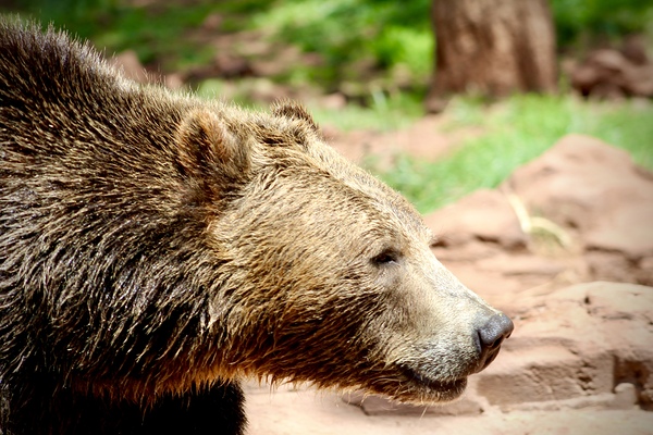 Brown Bear -1 Print