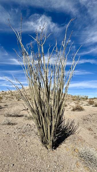 Ocotillo 