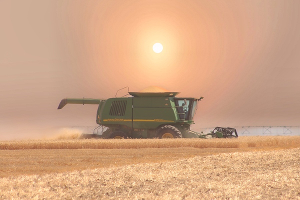 Wheat Havest Sundown
