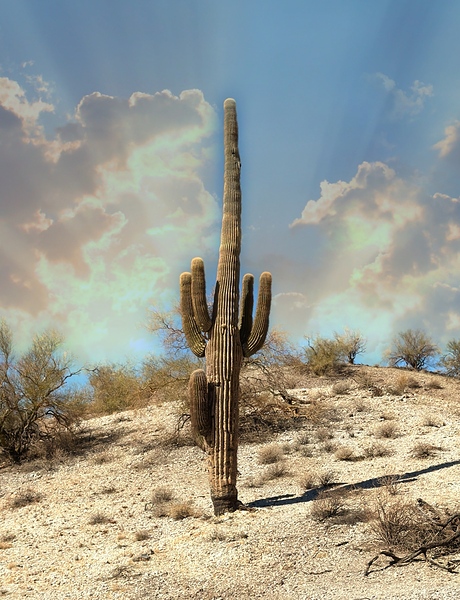 Saguaro Dream  Print