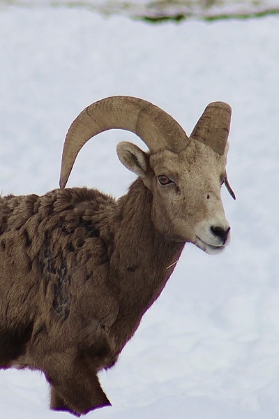Big Horn Sheep Print