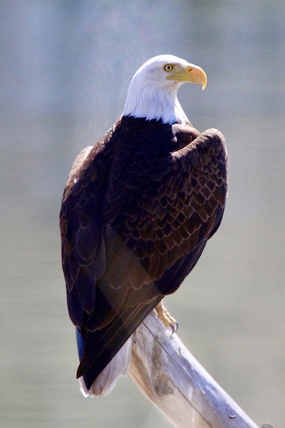 Majestic