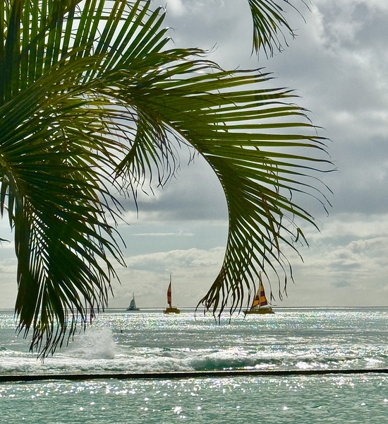 Oahu through the Palms by Leslie Affeldt Photography