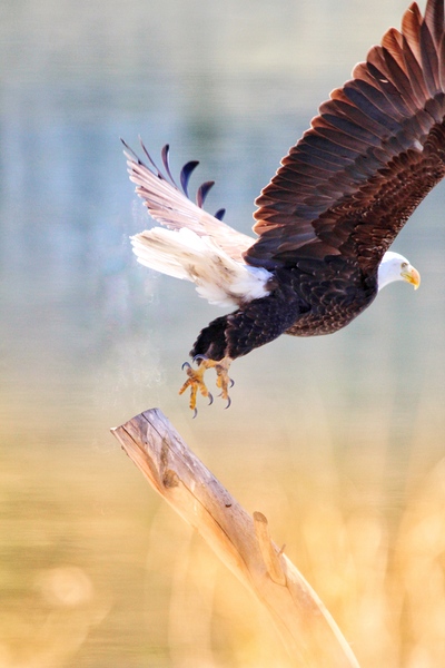Take Flight