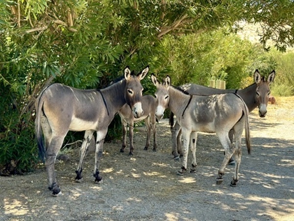 Lake Mohave Donkeys Print