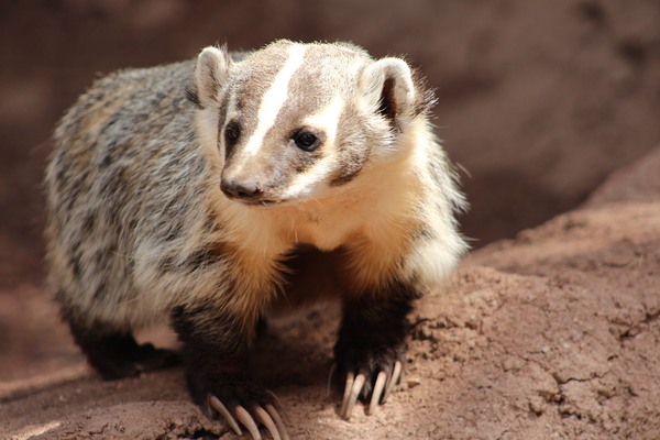 Badger -3 Print