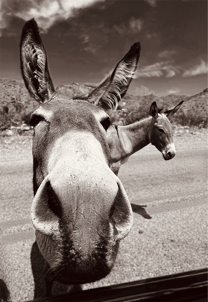 Burros / Donkeys