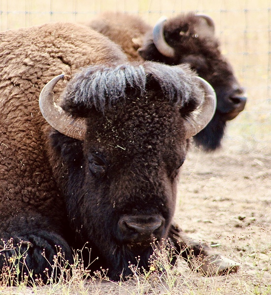 Bison in Arizona  Print