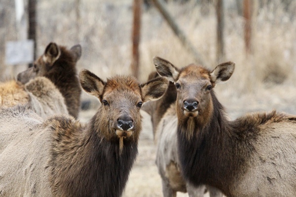 Lady Elks