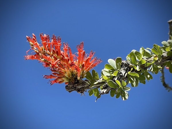 Ocotillo Bloom by Leslie Affeldt Photography