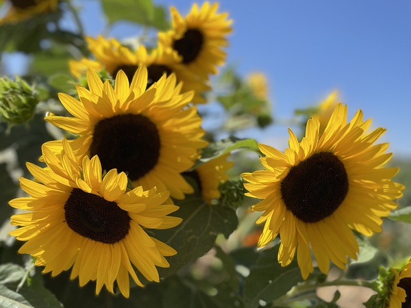 Happy Sunflowers by Leslie Affeldt Photography