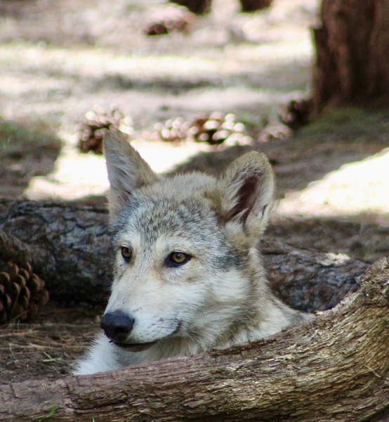 Young Wolf Print