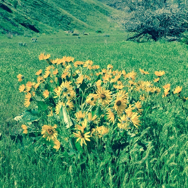 Balsam Root by Leslie Affeldt Photography