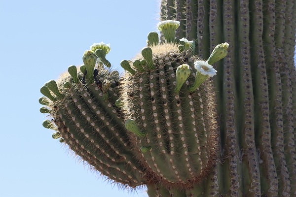 Saguaro blooms x 2 by Leslie Affeldt Photography